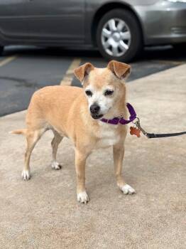 Chihuahua Dogs Available for Adoption in Fruit Heights, Utah - Churro | PetCurious
