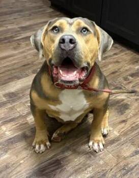 Cupcake -  American Bully Dog for Adoption in Wekiwa Springs, Florida - Cupcake | PetCurious