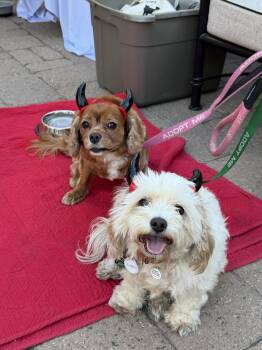 Cavalier King Charles Spaniel Dogs Available for Adoption in Phoenix, Arizona - Alibi | PetCurious