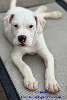Cashew -  Pit Bull Terrier and American Staffordshire Terrier Dog for Adoption in Toledo, Ohio - Cashew | PetCurious