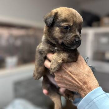Cranium -  Cattle Dog Dog for Adoption in Columbia, South Carolina - Cranium | PetCurious