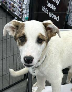 Great Pyrenees Dogs Available for Adoption in Norco, California - SPARKLE | PetCurious