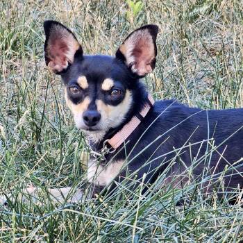 Dolly -  Chihuahua Dog for Adoption in Mead, Colorado - Dolly | PetCurious