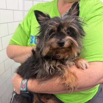 Yorkshire Terrier and Mixed Breed Dogs Available for Adoption in Morganton, North Carolina - Tabasco | PetCurious