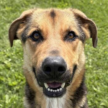 German Shepherd Dog Dogs Available for Adoption in Jefferson, Wisconsin - Coby | PetCurious