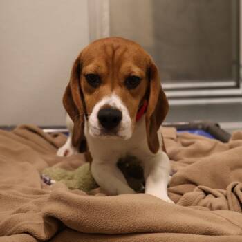Mahjong -  Beagle Dog for Adoption in Briarcliff Manor, New York - Mahjong | PetCurious