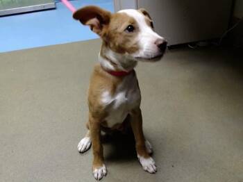 A554185 -  Pit Bull Terrier and Mixed Breed Dog for Adoption in Moreno Valley, California - A554185 | PetCurious