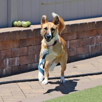 Mixed Breed Dogs Available for Adoption in Port Washington, New York - Linda | PetCurious