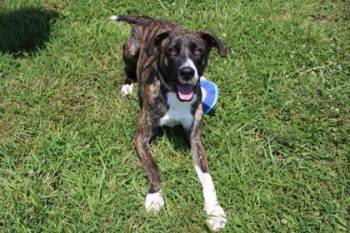 Roscoe -  Mixed Breed Dog for Adoption in Kansas City, Missouri - Roscoe | PetCurious