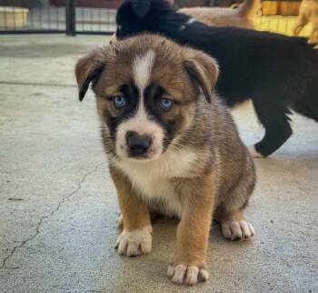 Labrador Retriever Dogs Available for Adoption - Marilynn
