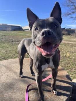 Pit Bull Terrier and Mixed Breed Dogs Available for Adoption in Kansas City, Missouri - Mattel | PetCurious
