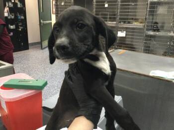 A1921437 -  Beagle and Mixed Breed Dog for Adoption in Thousand Palms, California - A1921437 | PetCurious