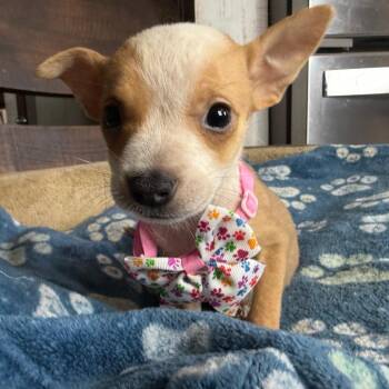 Apricot -  Rat Terrier and Mixed Breed Dog for Adoption in Aledo, Texas - Apricot | PetCurious