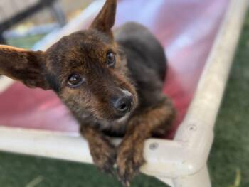 Terrier Dogs Available for Adoption - Toolah | PetCurious