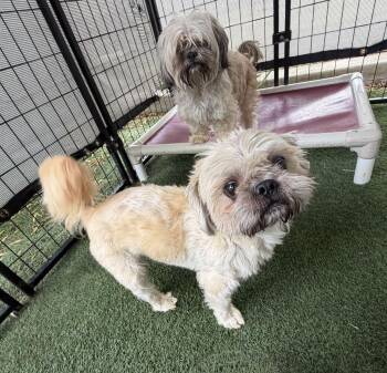Wilma and Fred -  Shih Tzu Dog for Adoption in Canutillo, Texas - Wilma And Fred | PetCurious