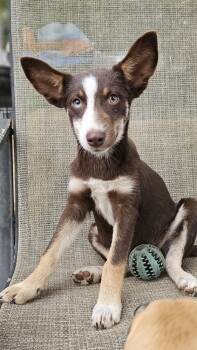 Rescue Australian Shepherd and Labrador Retriever Dogs for Adoption in Nokomis, Florida - Halo | PetCurious