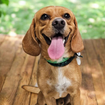Rescue Beagle Dogs for Adoption in Normal, Illinois - Puppi | PetCurious
