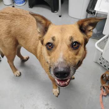 Mildred -  Mixed Breed Dog for Adoption in Duncan, Oklahoma - Mildred | PetCurious