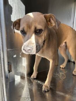 Rescue Mixed Breed Dogs for Adoption in Fort Worth, Texas - 59748027 | PetCurious