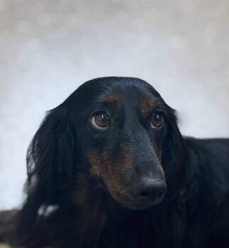 Bobby -  Dachshund Dog for Adoption in York, South Carolina - Bobby | PetCurious