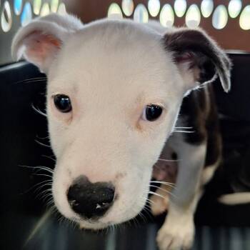 Pit Bull Terrier Dogs Available for Adoption - Paprika | PetCurious