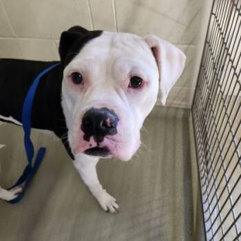 Rescue American Bulldog and Mixed Breed Dogs for Adoption in Willmar, Minnesota - Missy | PetCurious