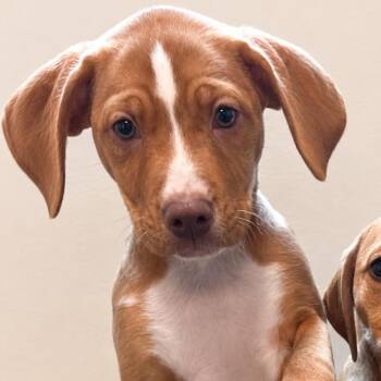 Basset Hound and Mixed Breed Dogs Available for Adoption in Nashville, Tennessee - Roo | PetCurious