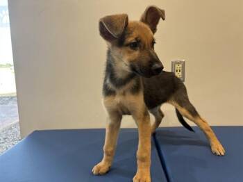 BEN -  German Shepherd Dog Dog for Adoption in Rowlett, Texas - BEN | PetCurious