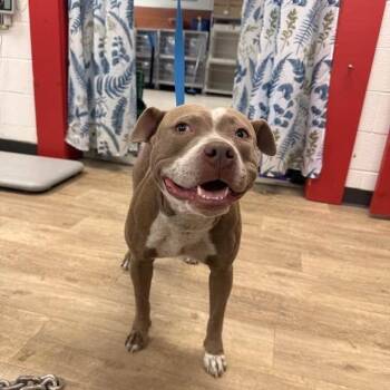Corsica -  Pit Bull Terrier and American Staffordshire Terrier Dog for Adoption in East St. Louis, Illinois - Corsica | PetCurious