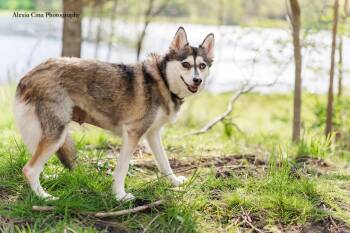 Nikita -  Pomeranian and Husky Dog for Adoption in Drumbo, Ontario - Nikita | PetCurious