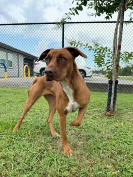 CHANEL -  Chocolate Labrador Retriever Dog for Adoption in Lynn Haven, Florida - CHANEL | PetCurious