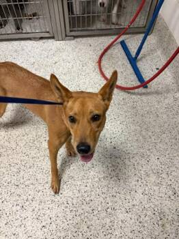 Cap`n Crunch -  Mixed Breed Dog for Adoption in Atlanta, Georgia - Cap`n Crunch | PetCurious