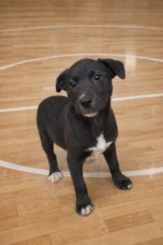 Mixed Breed Dogs Available for Adoption - Netta | PetCurious