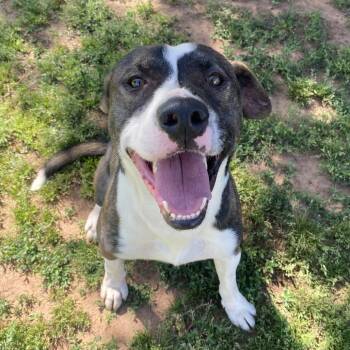 Cash -  Pit Bull Terrier and Labrador Retriever Dog Available for Adoption in Stillwater, Oklahoma - Cash | PetCurious