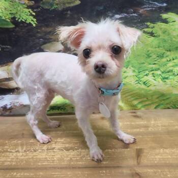 Valetta -  Maltese Dog for Adoption in Normal, Illinois - Valetta | PetCurious