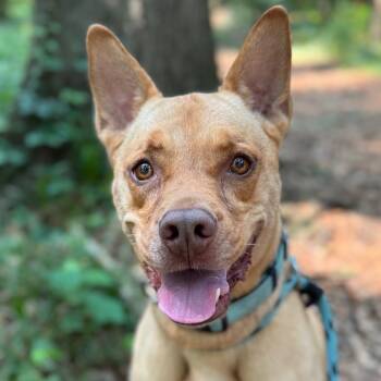 Rescue Terrier Dogs for Adoption in Decatur, Georgia - Bunty | PetCurious