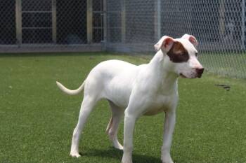 Fergie -  Pit Bull Terrier and Mixed Breed Dog for Adoption in Jackson, Tennessee - Fergie | PetCurious