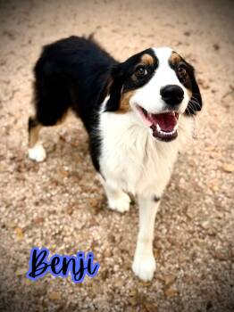 Rescue Australian Cattle Dog Blue Heeler Dogs for Adoption in Boerne, Texas - Benji | PetCurious