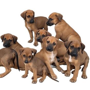 Wild Cherry -  Rhodesian Ridgeback Dog for Adoption in Mankato, Minnesota - Wild Cherry | PetCurious