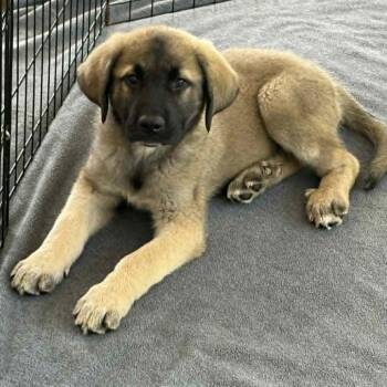 Shepherd Dogs Available for Adoption in Raleigh, North Carolina - Magni | PetCurious