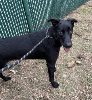 Seadra -  Labrador Retriever Dog for Adoption in Austin, Texas - Seadra | PetCurious