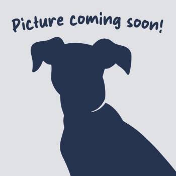Sugar (bonded To Spice) -  Terrier Dog for Adoption in Oakville, Ontario - Sugar (bonded To Spice) | PetCurious