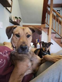 Rescue Shepherd and Black Mouth Cur Dogs for Adoption in Silsbee, Texas - Guidry #BAC-A-139644 | PetCurious