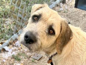 Crouton -  Mixed Breed Dog for Adoption in Georgetown, Texas - Crouton | PetCurious
