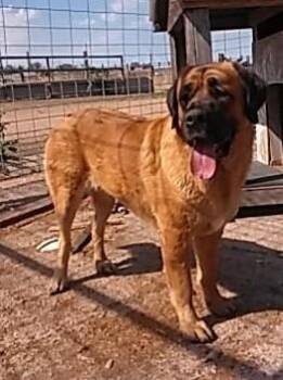 Daphne -  Mastiff Dog for Adoption in Greeley, Colorado - Daphne | PetCurious