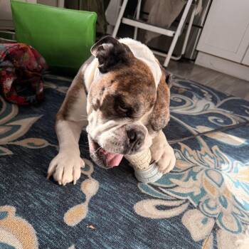 English Bulldog Dogs Available for Adoption - Lincoln | PetCurious