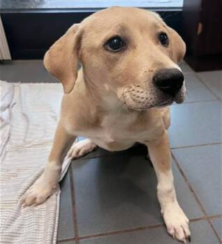 Mixed Breed Dogs Available for Adoption in Nashville, Tennessee - Rosie | PetCurious