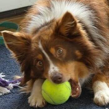 Australian Shepherd Dogs Available for Adoption in Collegeville, Pennsylvania - Mr. Boris | PetCurious