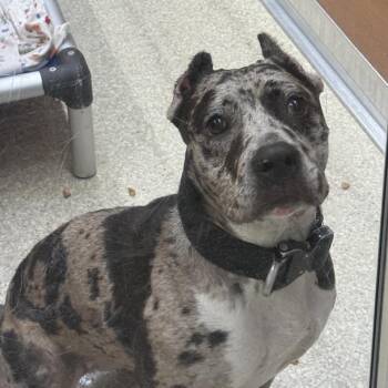 Nebula -  Pit Bull Terrier Dog for Adoption in Brentwood, Missouri - Nebula | PetCurious