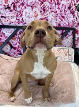 Staffordshire Bull Terrier and Mixed Breed Dogs Available for Adoption - BEA | PetCurious